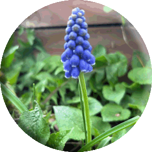 Hyacinths_Spring Alive