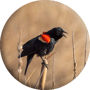 Redwing Black bird 2 sec